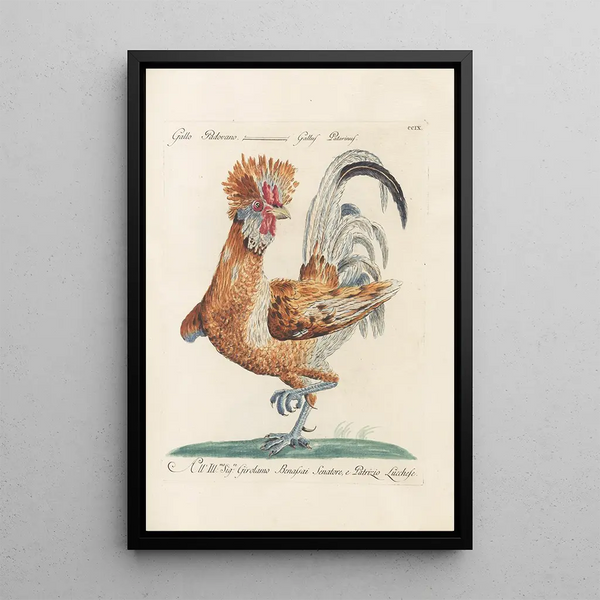 Ornithologia methodice digesta Pl191 - Saverio Manetti — gerahmtes Bild an der Wand