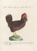 Ornithologia methodice digesta Pl192 - Saverio Manetti — Ansicht des Kunstwerks