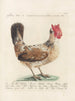 L'ornithologie als methodisch verdautes Gemälde Pl193 - Saverio Manetti — Ansicht des Kunstwerks