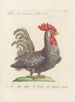 L'ornithologie a méthodiquement digéré Pl196 - Saverio Manetti — Ansicht des Kunstwerks