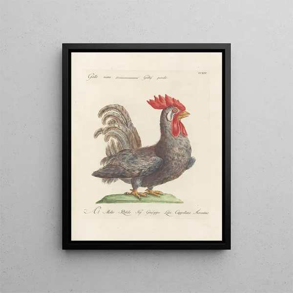 L'ornithologie a méthodiquement digéré Pl196 - Saverio Manetti — gerahmtes Bild an der Wand