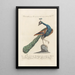 Ornithologia methodice digesta Pl199 - Saverio Manetti — gerahmtes Bild an der Wand