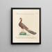 L'ornithologie als methodisch verdautes Gemälde Pl201 - Saverio Manetti — gerahmtes Bild an der Wand