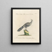 L'ornithologie a méthodiquement digéré Pl203 - Saverio Manetti — gerahmtes Bild an der Wand