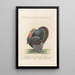Ornithologia methodice digesta Pl204 - Saverio Manetti — gerahmtes Bild an der Wand