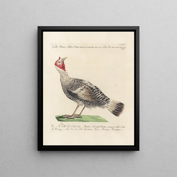 Ornithologie methodisch verarbeiteter Gemälde Pl205 - Saverio Manetti — gerahmtes Bild an der Wand