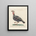 Ornithologie methodisch verarbeiteter Gemälde Pl208 - Saverio Manetti — gerahmtes Bild an der Wand