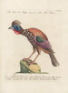 Ornithologie methodisch verdaut Pl209 - Saverio Manetti — Ansicht des Kunstwerks