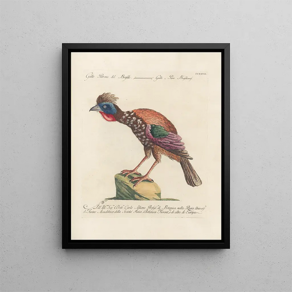 Ornithologie methodisch verdaut Pl209 - Saverio Manetti — gerahmtes Bild an der Wand