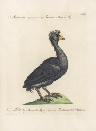 Saverio Manetti - Ornithologia methodice digesta Pl211.webp