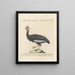 L'ornithologie a méthodiquement digéré Pl212 - Saverio Manetti — gerahmtes Bild an der Wand