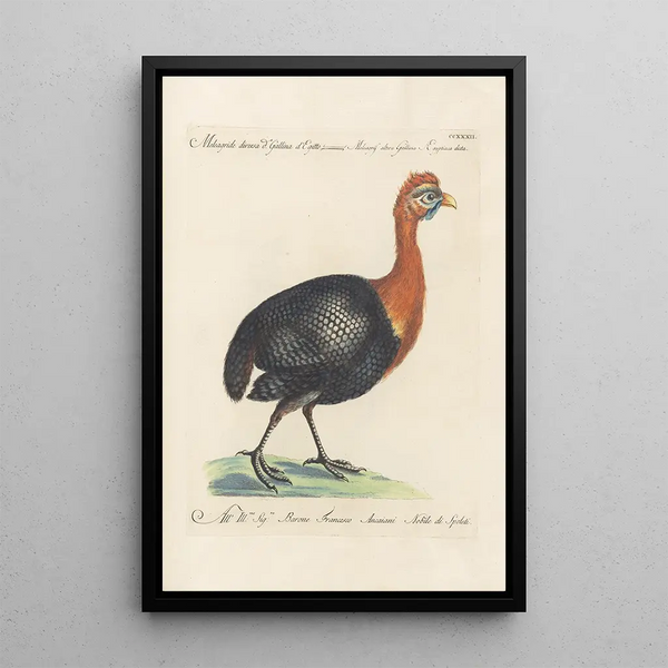 Ornithologia methodice digesta Pl214 - Saverio Manetti — gerahmtes Bild an der Wand