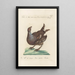 Ornithologia methodice digesta Pl215 - Saverio Manetti — gerahmtes Bild an der Wand