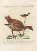 Ornithologia methodice digesta Pl216 - Saverio Manetti — Ansicht des Kunstwerks