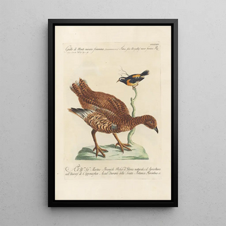 Saverio Manetti - Ornithologia methodice digesta Pl216.webp