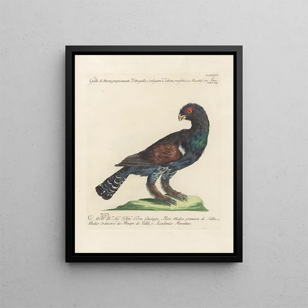 L'ornithologie a méthodiquement digéré Pl218 - Saverio Manetti — gerahmtes Bild an der Wand