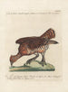Ornithologia methodice digesta Pl219 - Saverio Manetti — Ansicht des Kunstwerks
