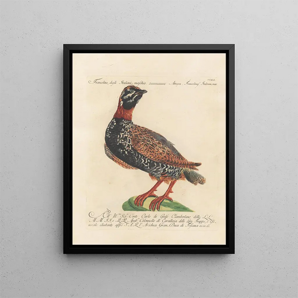 Ornithologie methodisch verdaut Pl223 - Saverio Manetti — gerahmtes Bild an der Wand