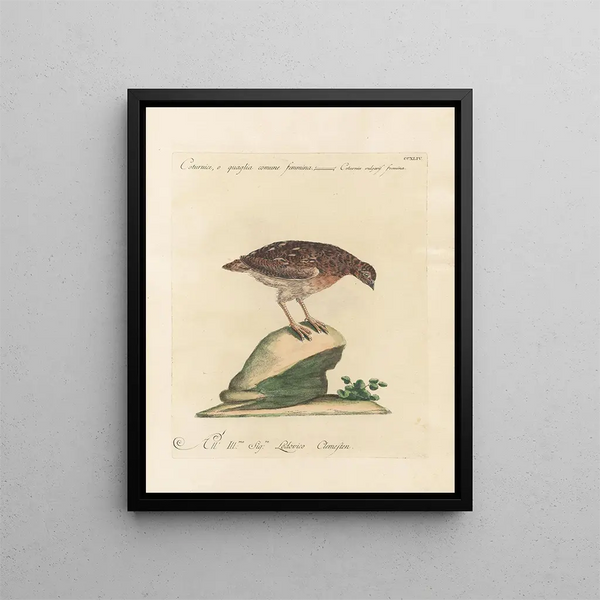 Ornithologie methodisch verarbeiteter Gemälde Pl226 - Saverio Manetti — gerahmtes Bild an der Wand