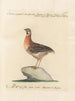 L'ornithologie als methodisch verdautes Gemälde Pl227 - Saverio Manetti — Ansicht des Kunstwerks