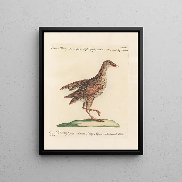 Ornithologie methodisch verdaut Pl230 - Saverio Manetti — gerahmtes Bild an der Wand