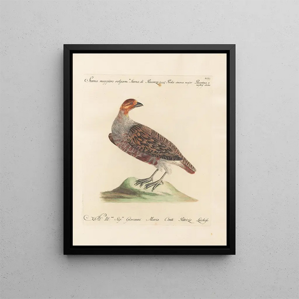 L'ornithologie als methodisch verdautes Gemälde Pl232 - Saverio Manetti — gerahmtes Bild an der Wand