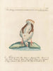 L'ornithologie als methodisch verdautes Gemälde Pl234 - Saverio Manetti — Ansicht des Kunstwerks