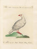 L'ornithologie methodisch verdaute Gemälde Pl237 - Saverio Manetti — Ansicht des Kunstwerks