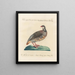 Ornithologie methodisch verdaut Pl238 - Saverio Manetti — gerahmtes Bild an der Wand