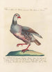Ornithologia methodice digesta Pl239 - Saverio Manetti — Ansicht des Kunstwerks