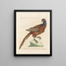 Ornithologie methodisch verdaut Pl240 - Saverio Manetti — gerahmtes Bild an der Wand