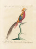 L'ornithologie methodisch verdaut Pl242 - Saverio Manetti — Ansicht des Kunstwerks