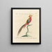 L'ornithologie methodisch verdaut Pl242 - Saverio Manetti — gerahmtes Bild an der Wand