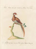 L'ornithologie methodisch verdautes Gemälde Pl244 - Saverio Manetti — Ansicht des Kunstwerks