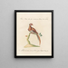 L'ornithologie methodisch verdautes Gemälde Pl244 - Saverio Manetti — gerahmtes Bild an der Wand
