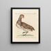 L ornithologie methodisch verdautes Gemälde Pl246 - Saverio Manetti — gerahmtes Bild an der Wand