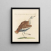 L'ornithologie méthodiquement digérée Pl247 - Saverio Manetti — gerahmtes Bild an der Wand