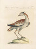 L'ornithologie methodisch verdautes Gemälde Pl248 - Saverio Manetti — Ansicht des Kunstwerks