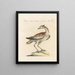 L'ornithologie methodisch verdautes Gemälde Pl248 - Saverio Manetti — gerahmtes Bild an der Wand