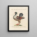 Ornithologie methodisch verdaut Pl249 - Saverio Manetti — gerahmtes Bild an der Wand