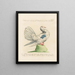 Ornithologie methodisch verdaut Pl250 - Saverio Manetti — gerahmtes Bild an der Wand