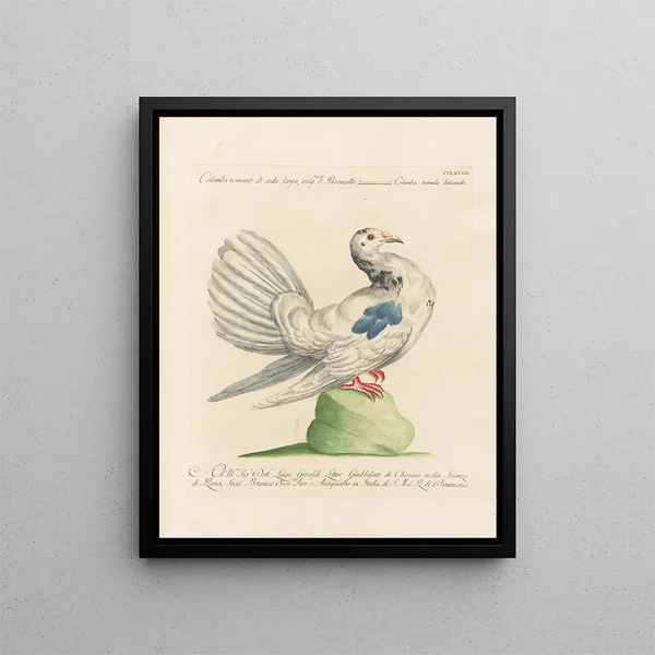 Ornithologie methodisch verdaut Pl250 - Saverio Manetti — gerahmtes Bild an der Wand