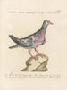 L'ornithologie methodisch verdaut Pl253 - Saverio Manetti — Ansicht des Kunstwerks