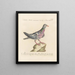 L'ornithologie methodisch verdaut Pl253 - Saverio Manetti — gerahmtes Bild an der Wand