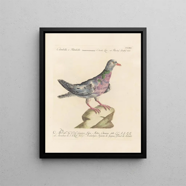 L'ornithologie methodisch verdaut Pl253 - Saverio Manetti — gerahmtes Bild an der Wand