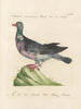L'ornithologie methodisch verdautes Gemälde Pl254 - Saverio Manetti — Ansicht des Kunstwerks