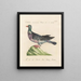 L'ornithologie methodisch verdautes Gemälde Pl254 - Saverio Manetti — gerahmtes Bild an der Wand
