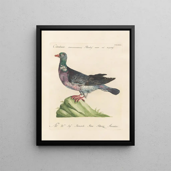 L'ornithologie methodisch verdautes Gemälde Pl254 - Saverio Manetti — gerahmtes Bild an der Wand
