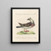 Ornithologie methodisch verdaut Pl255 - Saverio Manetti — gerahmtes Bild an der Wand