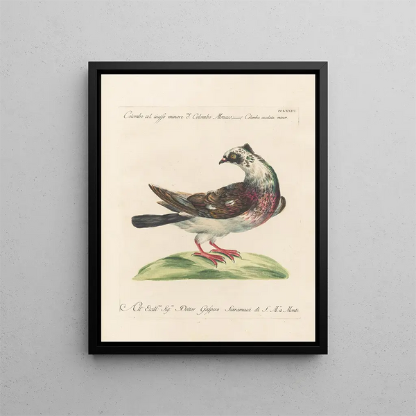Ornithologie methodisch verdaut Pl255 - Saverio Manetti — gerahmtes Bild an der Wand
